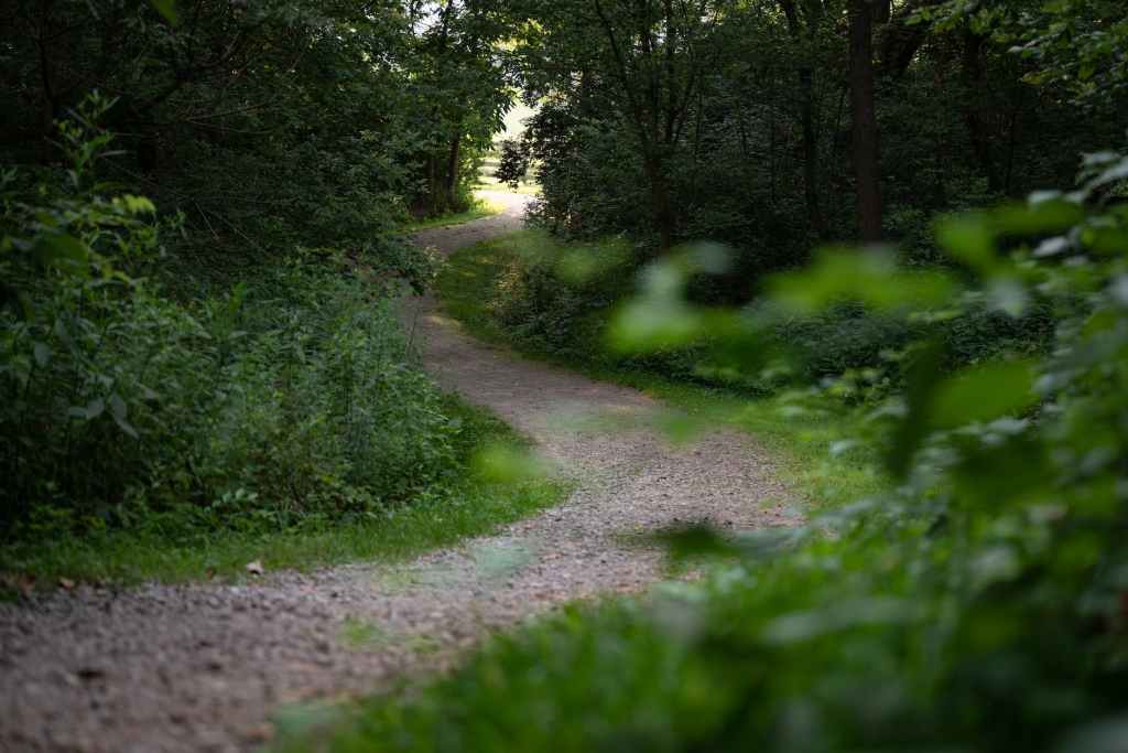 Reflections on a forest walk – The women in his&nbsp;life